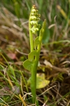 Common Moonwort #01