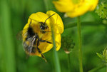 Early Bumblebee