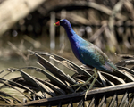 Purple Gallinule standing upright, Sierpe, Costa Rica