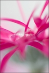 Gerbera