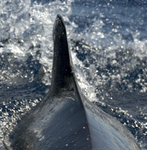 Short finned pilot whale, Madeira, Portugal