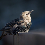 Starling