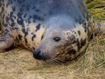 Atlantic Grey Seal