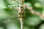 Female Southern hawker