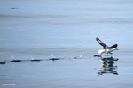 IMG_6784 Iceland