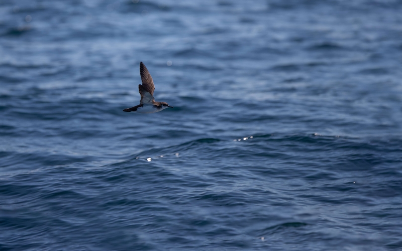 Manx Shearwater - Inner Hebrides - off the Isle of Mull