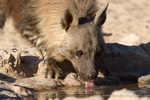 Thirsty brown hyena