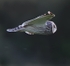 Short Eared Owl