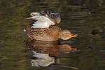 Mallard