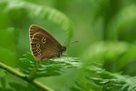 Nottinghamshire - Invertebrates portfolio