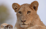Young lion