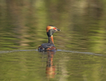 Slavonian Grebe -  Podiceps auritus