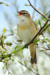 Sedge Warbler singing amongst the blossom at Otmoor RSPB