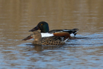 Shoveler portfolio