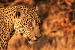 Female Jaguar head, side profile, Corixo Negro, Brazil