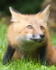 Red Fox Kit #9