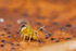 Dicyrtomina minuta