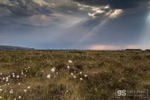 Gathering storm, Cors Fochno (Borth Bog)