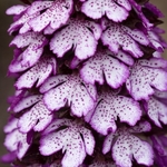 Lady Orchid (Orchis purpurea)