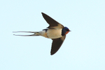 Swallow portfolio