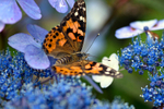 Painted Lady Butterfly - DSC_4615_00010