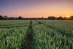 Wheatfield Sunset, Malahide