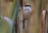 Male Penduline Tit