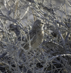 African Pipit