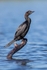 Pygmy Cormorant
