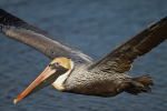 Brown Pelican
