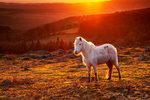 Horse on Dartmoor