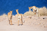 Frolicking young Vicunas, Lake Miscanti, Chile