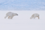 Male Polar Bear chasing female, Svalbard, Norway