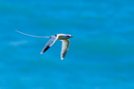 White-tailed Tropicbird portfolio