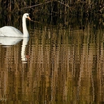 Animals-004
