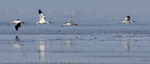 Avocet (Recurvirostra avosetta)