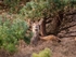 Red Deer
