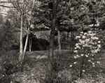 Arboretum, Pennsylvania, #1, 1984