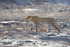 Leopard Walking 2