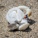 Mother and cygnet