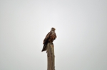 Black Kite