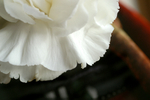 Flowers Set 2 - 08