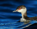 Slavonian Grebe close-up, Farmoor Reservoir