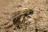 Andrena barbilabris (f)