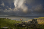 Grazing Sheep