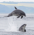 CHANORY DOLPHIN 2026 44