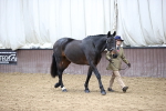 Class 3 - BSHA In Hand Show Hunter portfolio