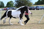 WJ7_8119