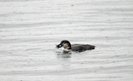 Great Northern Diver