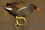 Moorhen - Gallinula chloropus RPNP0691